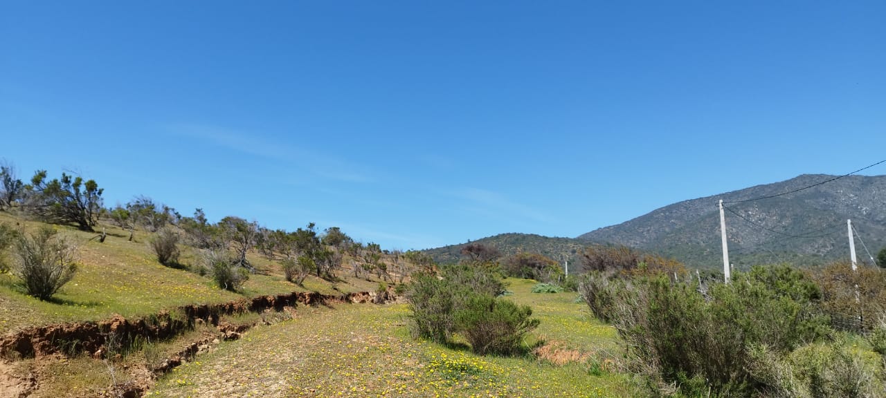 Vista general del campo